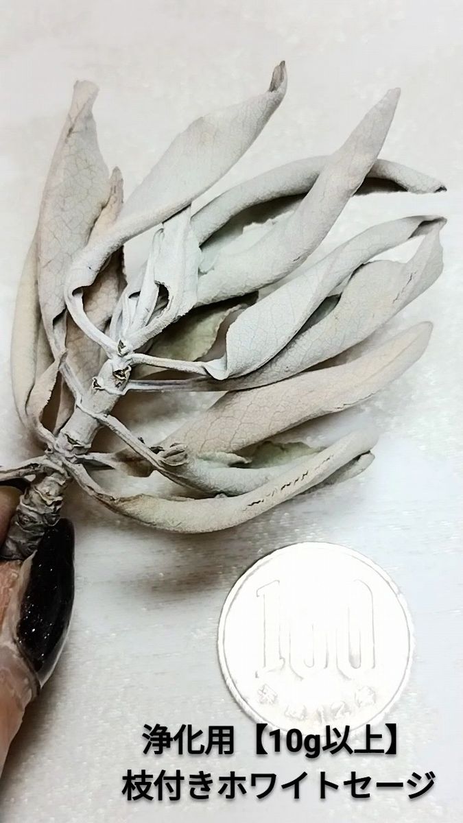 激安価格 無農薬アウトレットホワイトセージ1KG箱入りお香浄化業務用