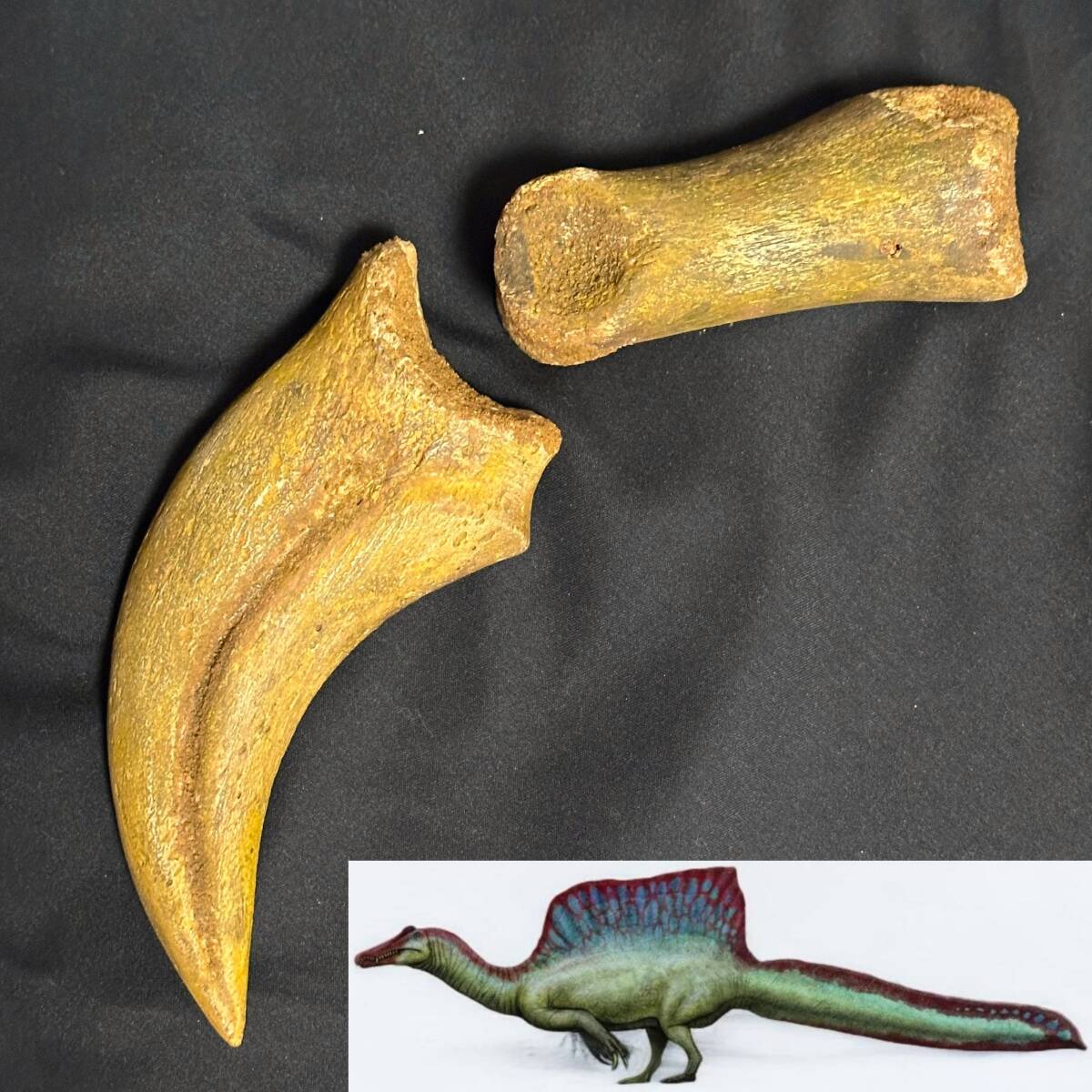 Yahoo!オークション - スピノサウルス Spinosaurus ハンドクロウ かぎ
