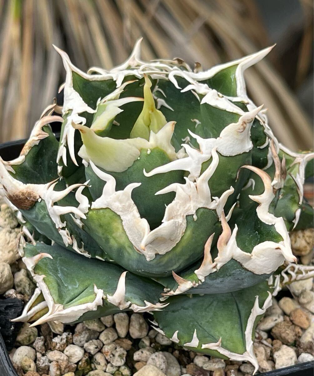 Agave IVORY W.A4 子株 発根済 訳アリ格安注意事項 Agave IVORY W.A4