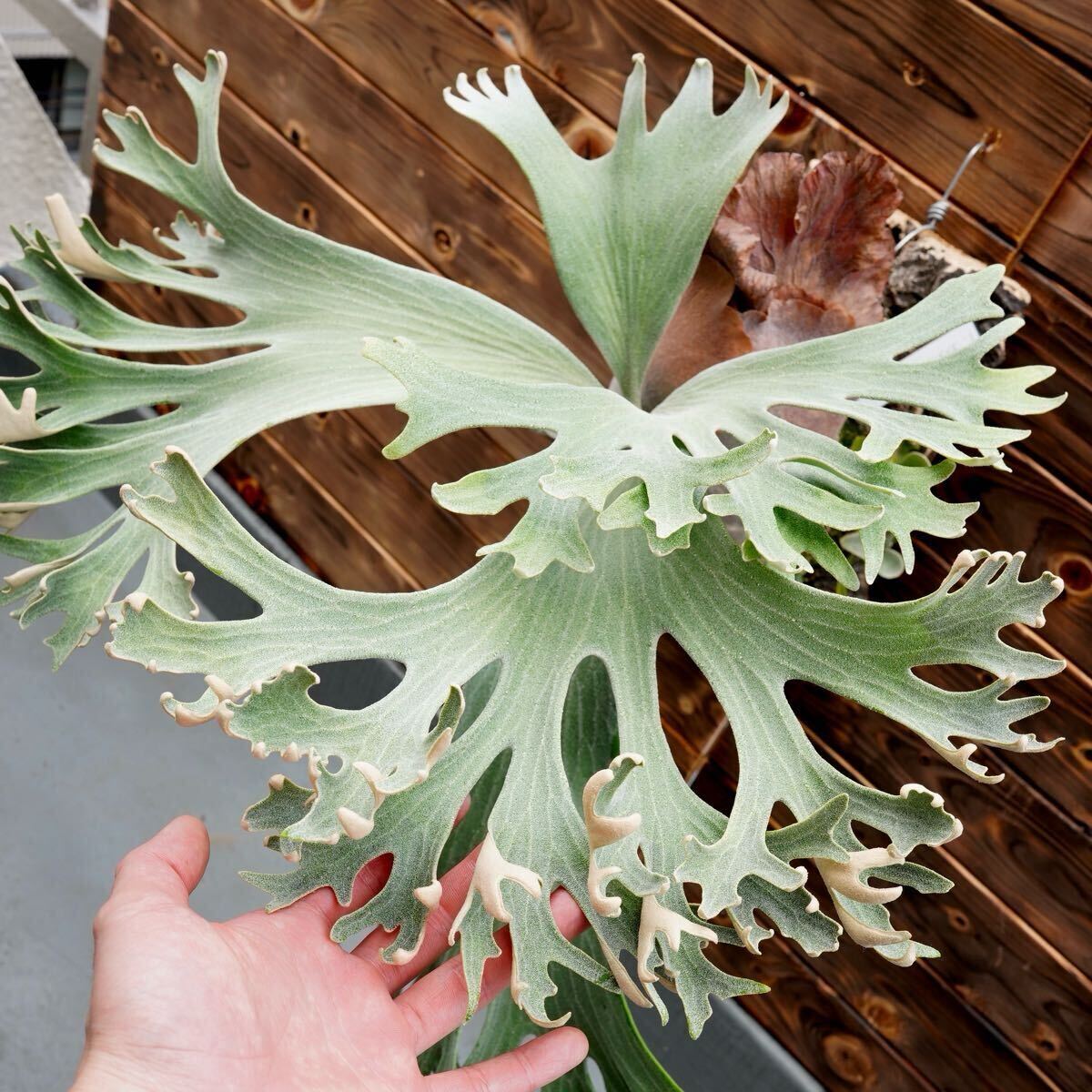 OC子株 platycerium ginka 銀華 pup ギンカ62ビカクシダ OC子株