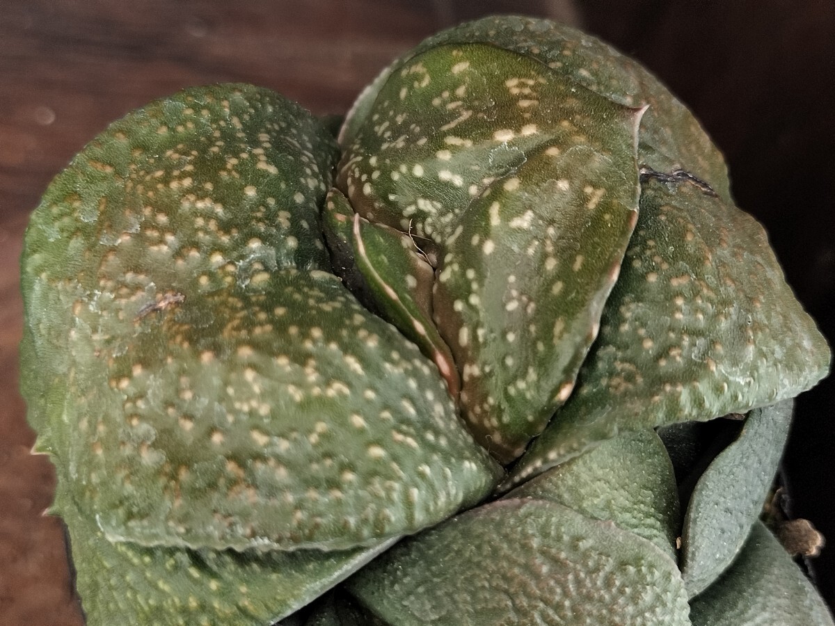 Yahoo!オークション - 臥牛 十兵衛 ガステリア キズあり ロウルサンコ