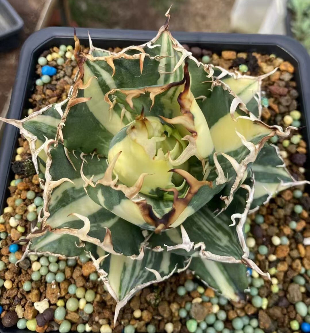 Yahoo!オークション - N.1025 アガベ チタノタ 白鯨錦 覆輪斑 変異株