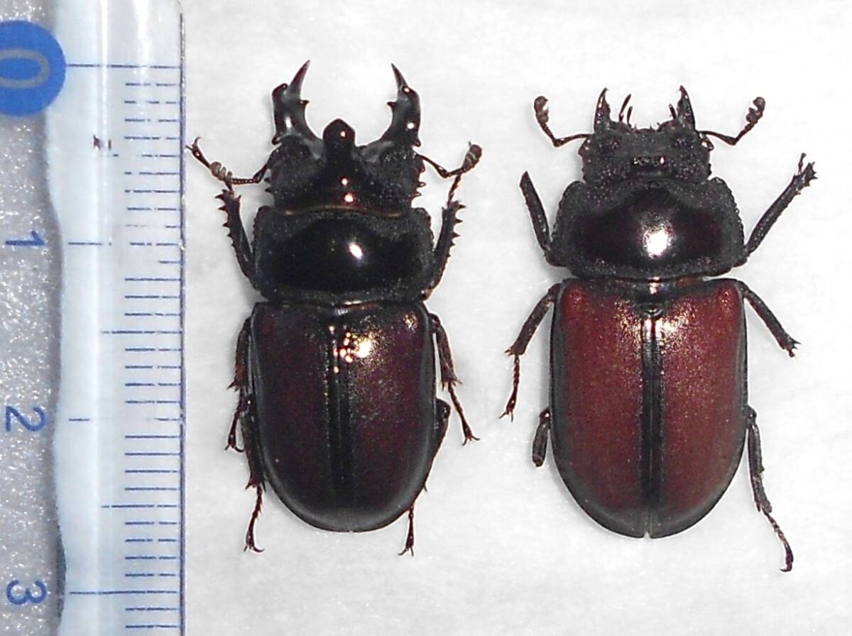 Yahoo!オークション - 海外の昆虫標本 カザリツノクワガタ 1ペア（コン