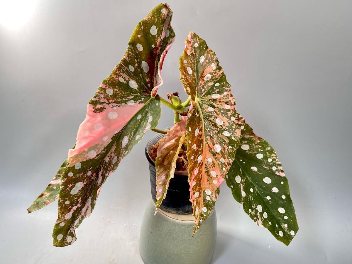 Yahoo!オークション - 「3」Now Last 株 レア Begonia Maculata Varieg