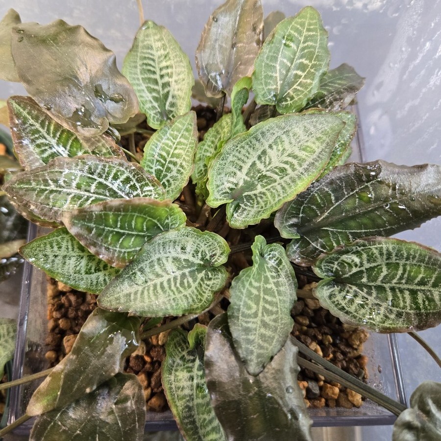 Yahoo!オークション - Cryptocoryne sp. Min-2 Philippines【LA1223-01