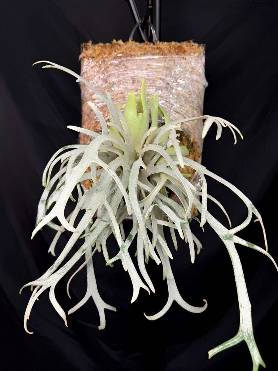 Yahoo!オークション - P.willinckii Linea 流線 (HHR) （P.willinckii