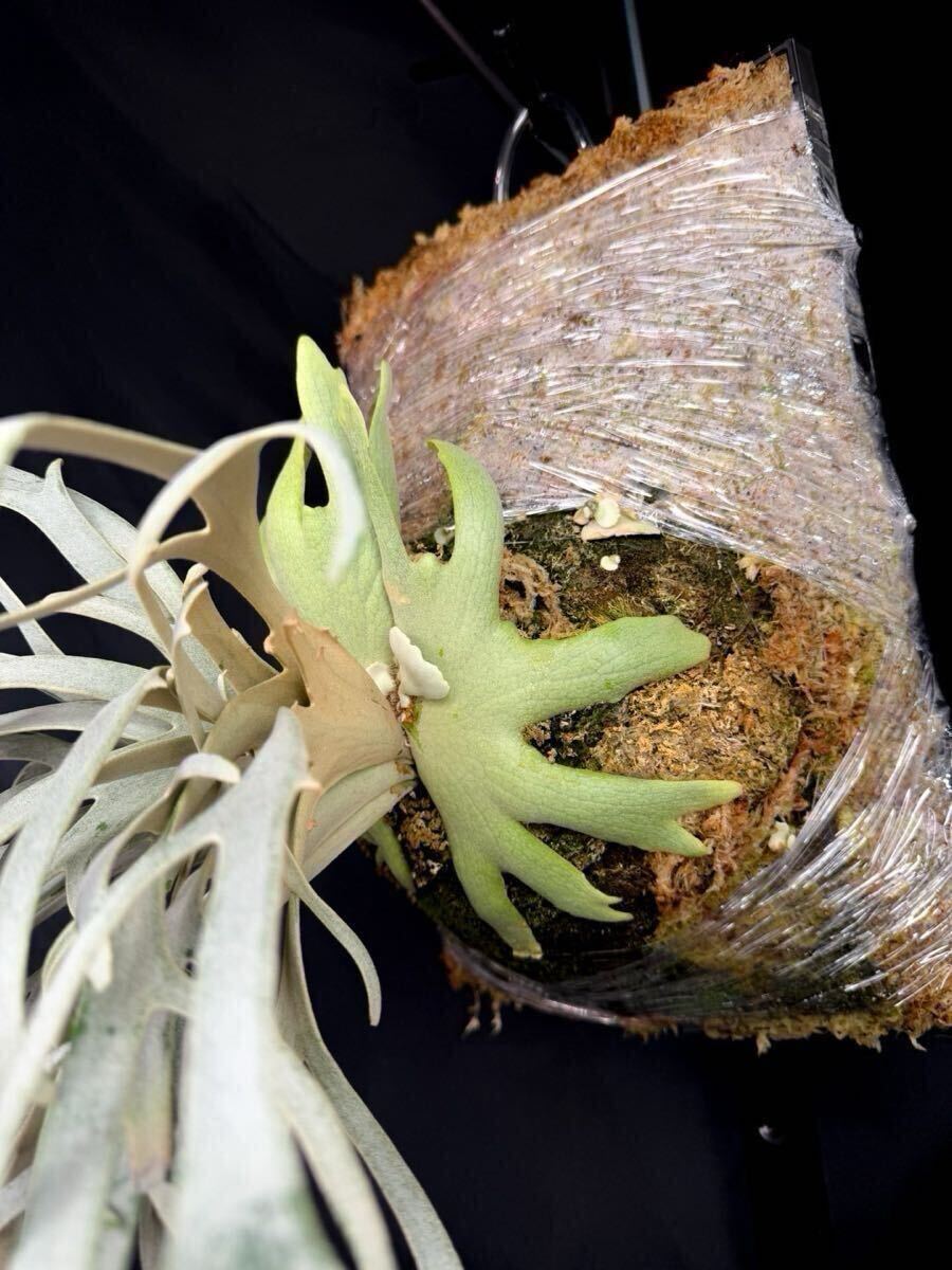 Yahoo!オークション - P.willinckii Linea 流線 (HHR) （P.willinckii