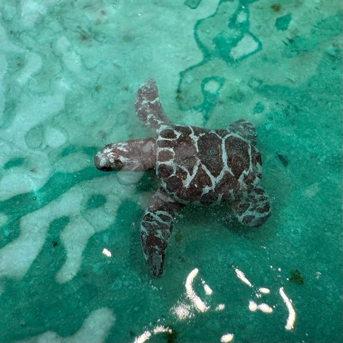 ウミガメ】 レジンアート オーシャンアート ホヌ 沖縄 海 レジン