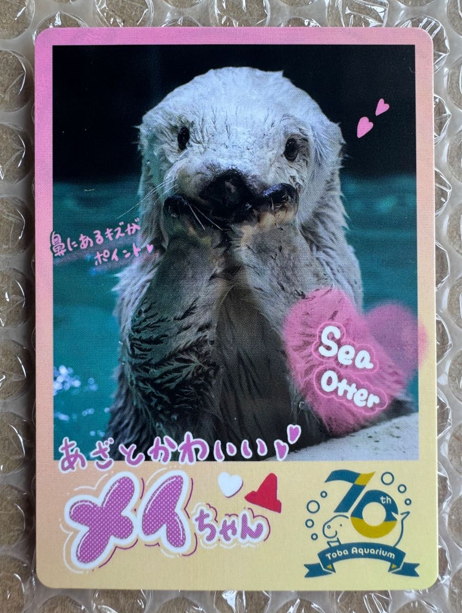 鳥羽水族館 70周年 TOBA AQUARIUMコレクションカード ラッコメイちゃん