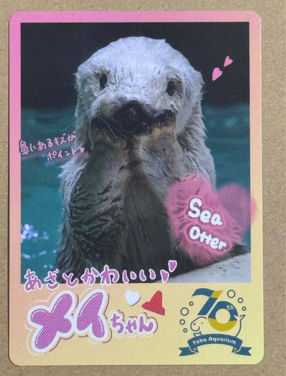 鳥羽水族館 コレクションカード メイ 鳥羽水族館 コレクションカード
