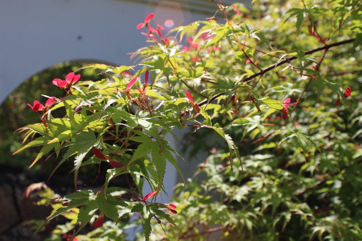 ショット数わずか Canon X7白ボディ USMズーム＋説明書・CD・保護付き