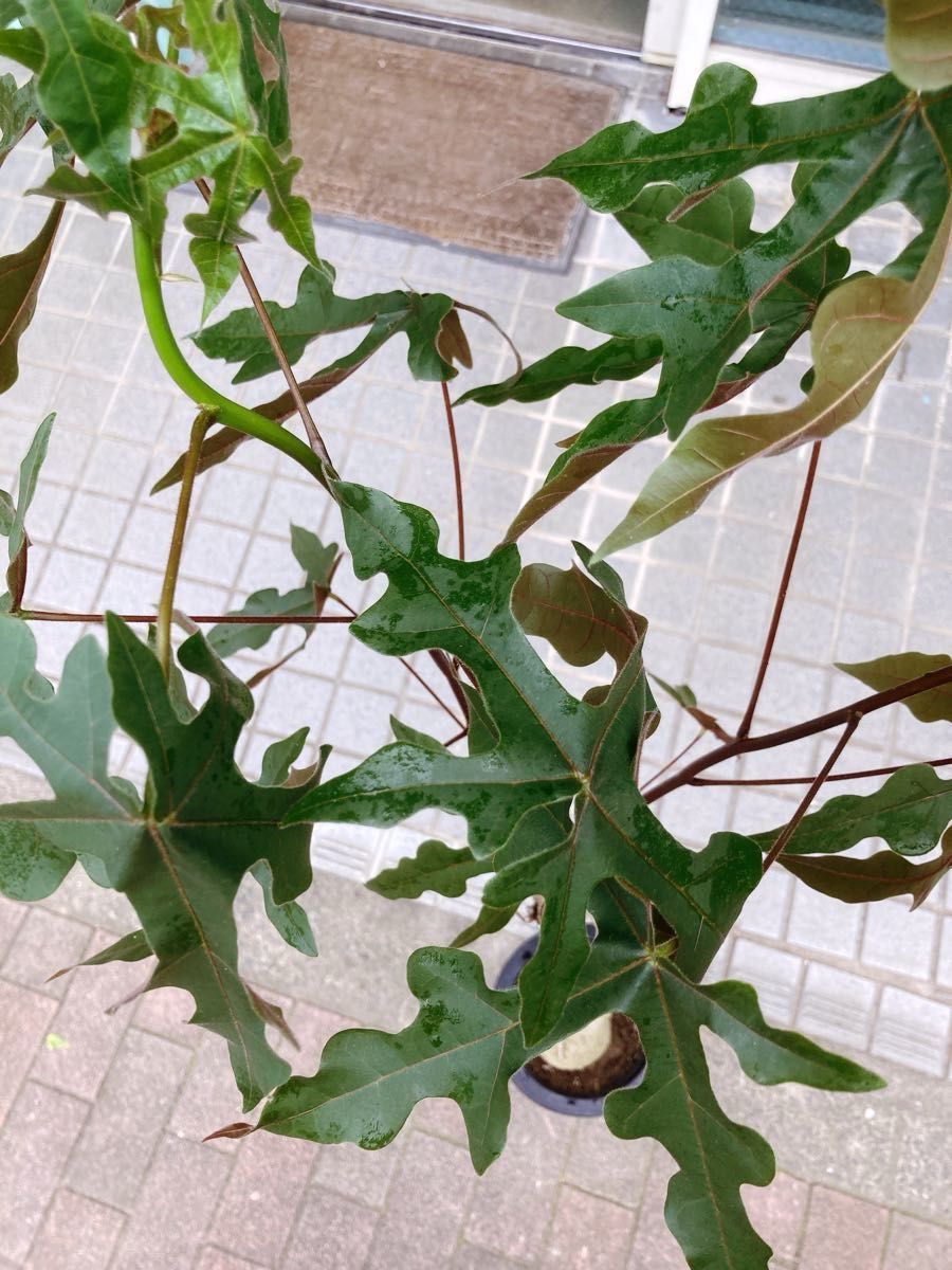 ブラキキトン ディスカラー ボトルツリー 希少品種｜Yahoo!フリマ（旧