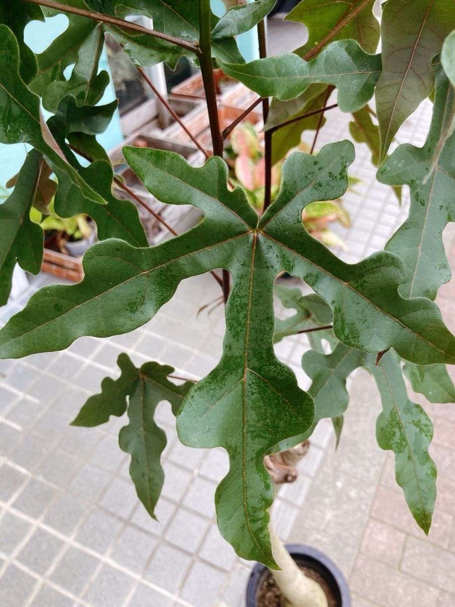 ブラキキトン ディスカラー ボトルツリー 希少品種｜Yahoo!フリマ（旧