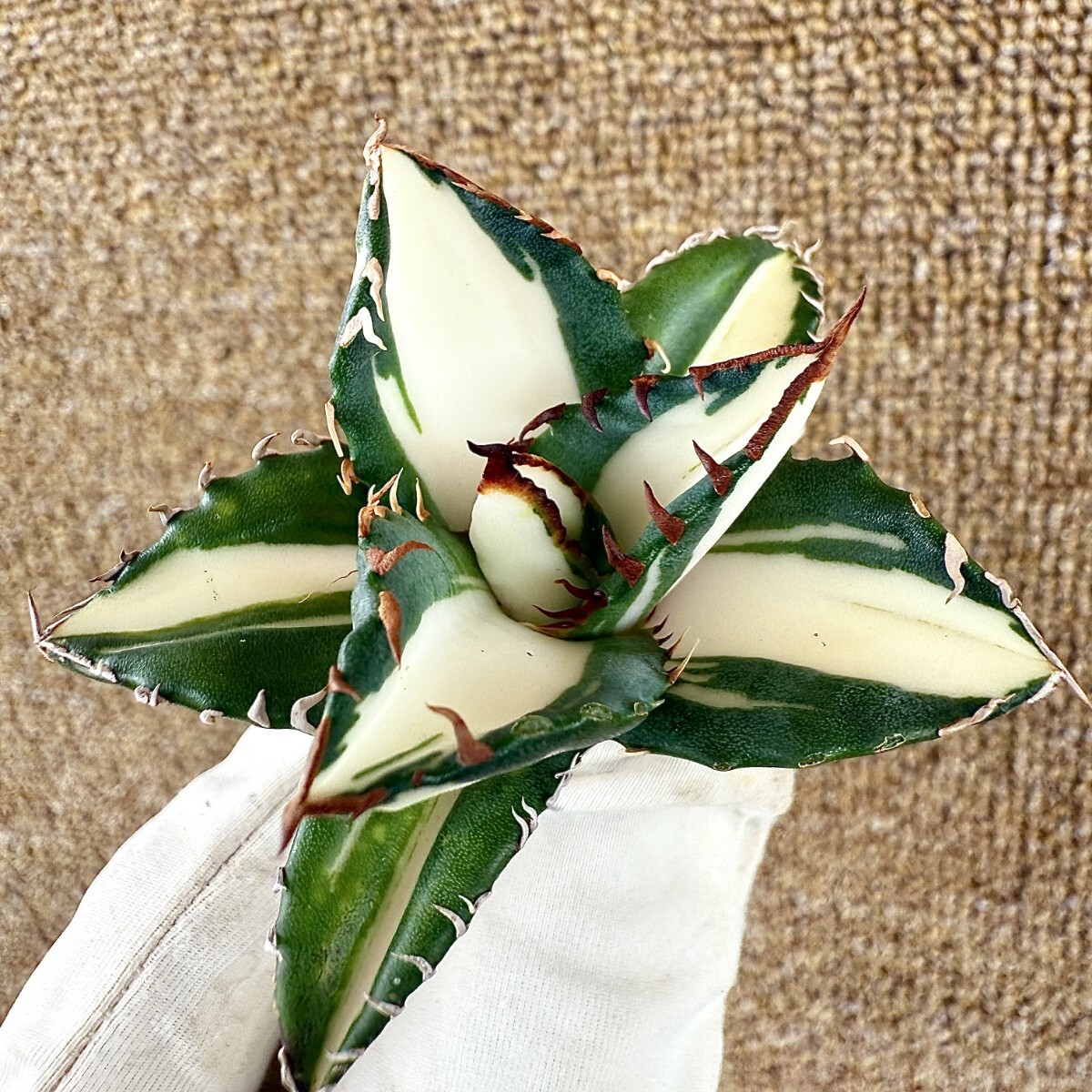 初売りセット③】87 アガベ 太陽神錦 ピンキー TC2株 匿名配送 初売り