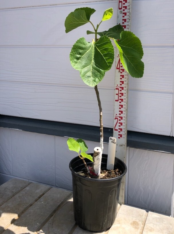 イチジク ブラックマデイラ 2年生8号鉢植えと穂木4本 №2 2026年最新