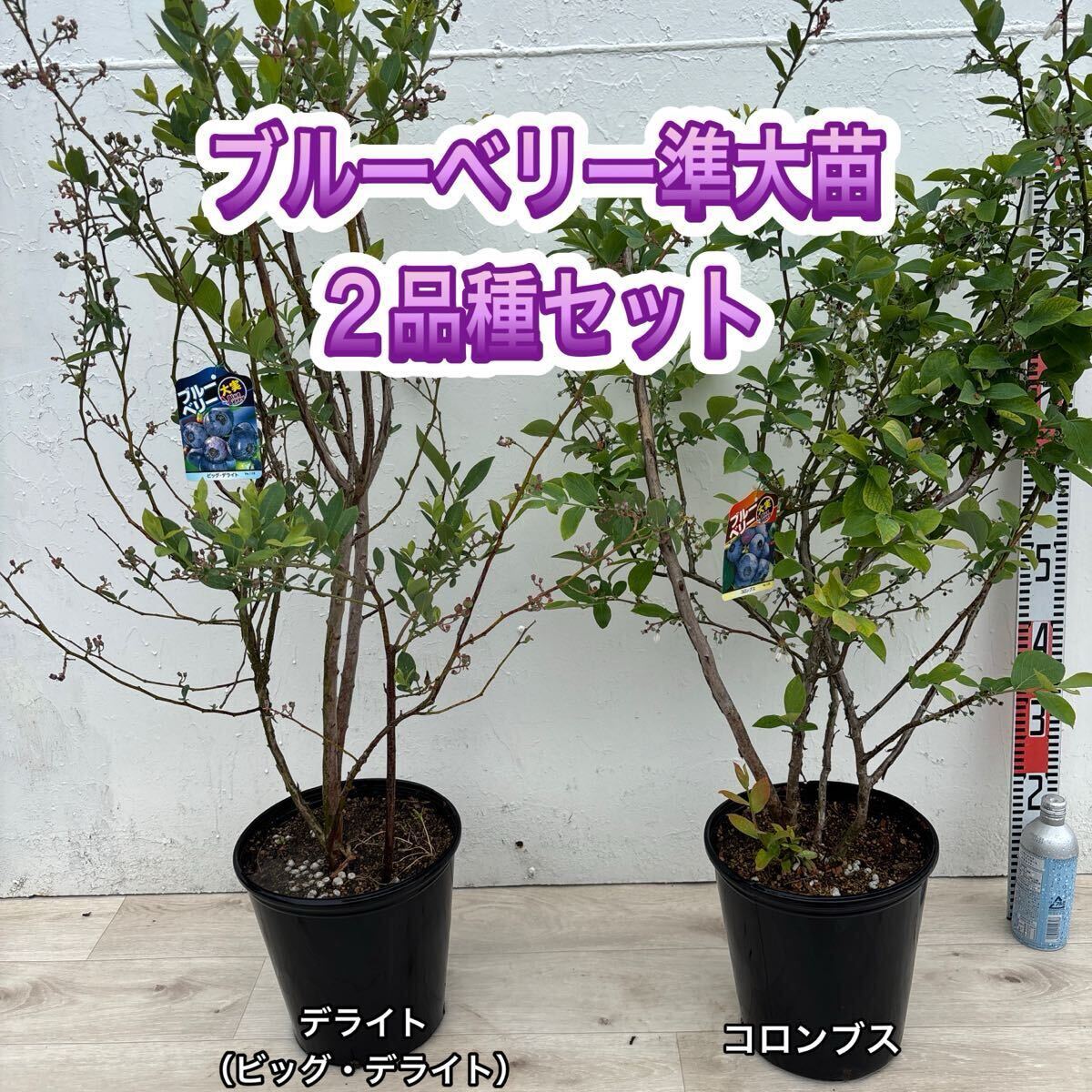 ブルーベリー苗 デライト＆コロンブス 準大苗セット ラビットアイ系 8