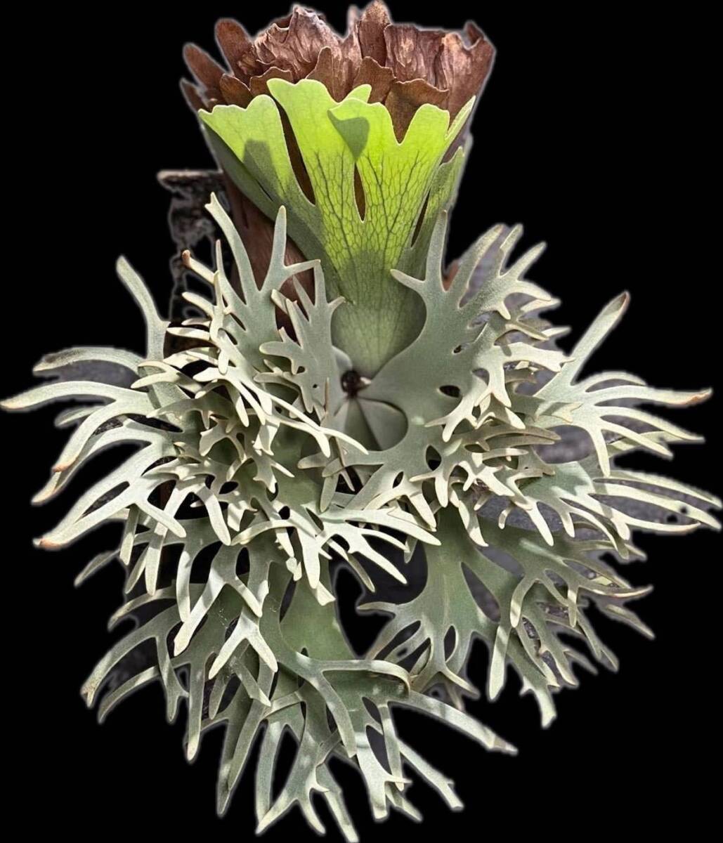 P willinckii 'Totoro' spored① @ビカ森wife 送料無料(出品者負担