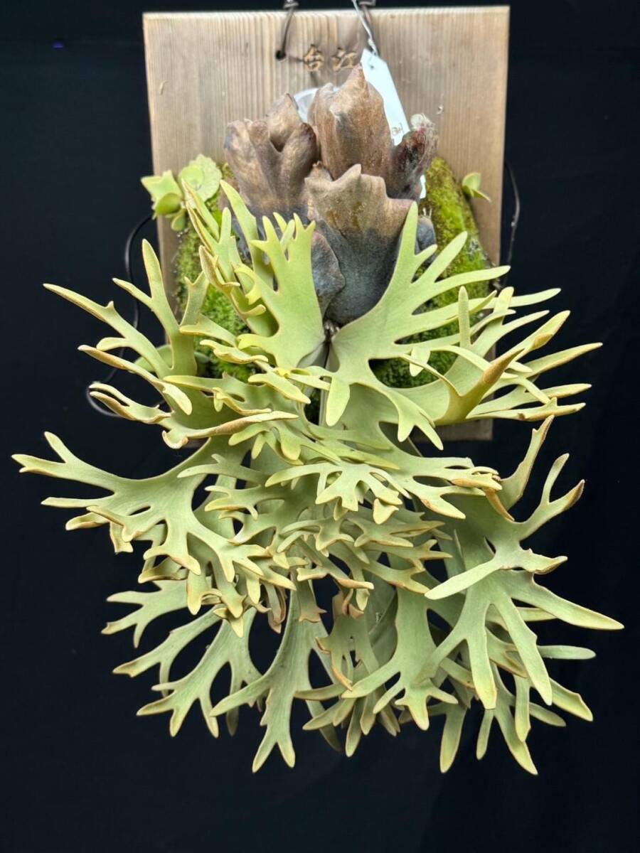 P willinckii 'Golden Boy' spored select② @ビカ森wife 送料無料