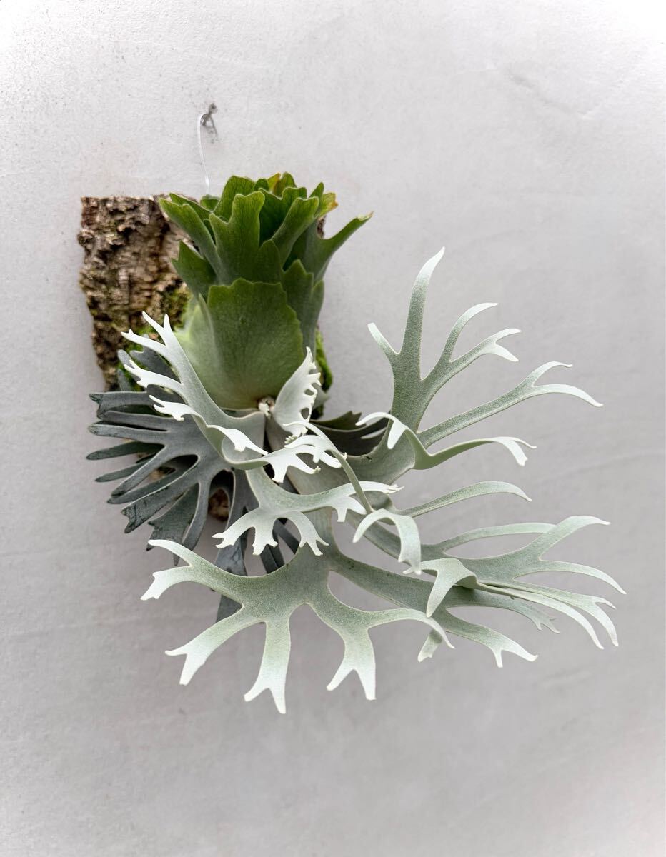 Yahoo!オークション - P. willinckii 'Elves' ビカクシダ【vandaka】