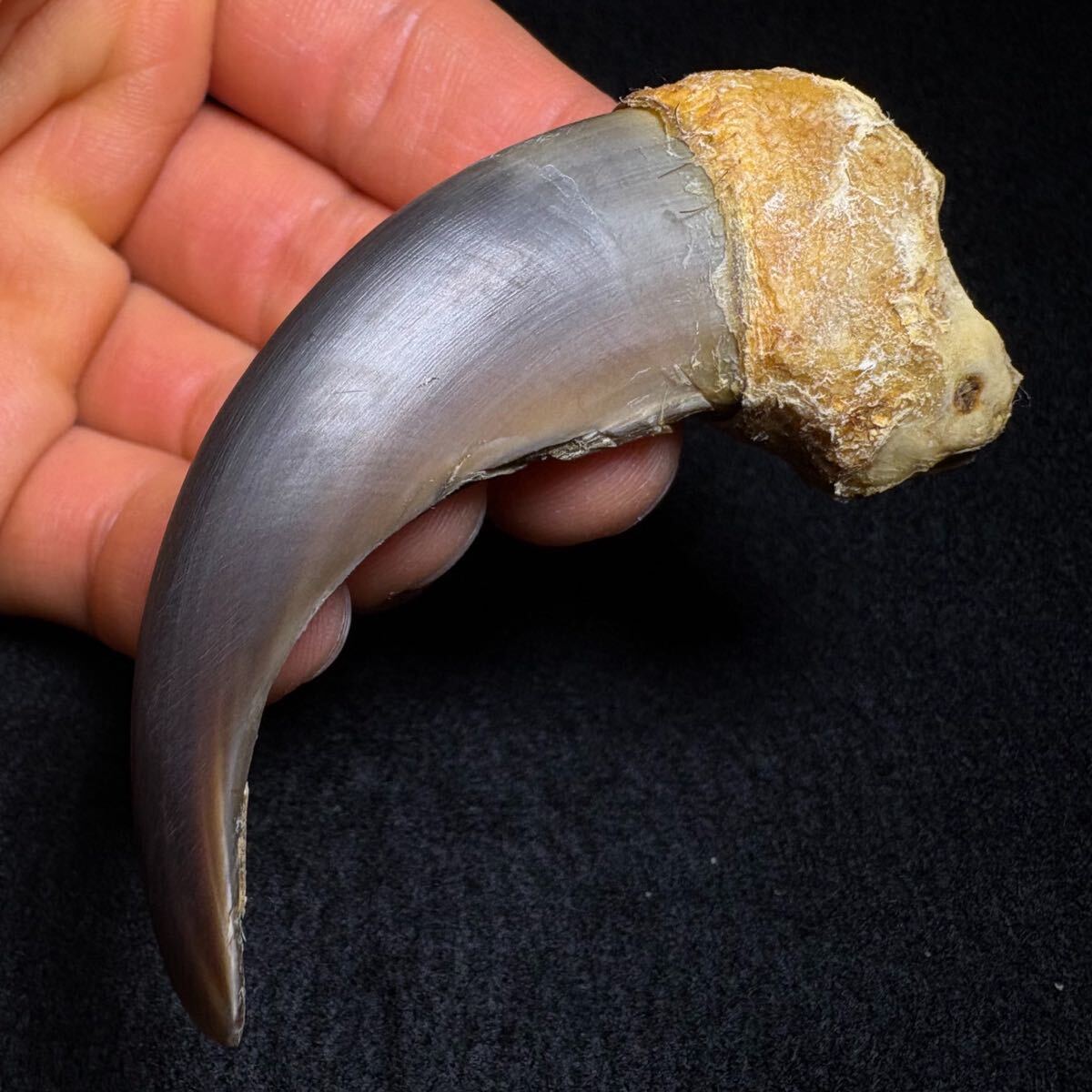 Yahoo!オークション - 特大【ヒグマの爪 70.1㎜】熊 羆 クマ 歯 爪 骨