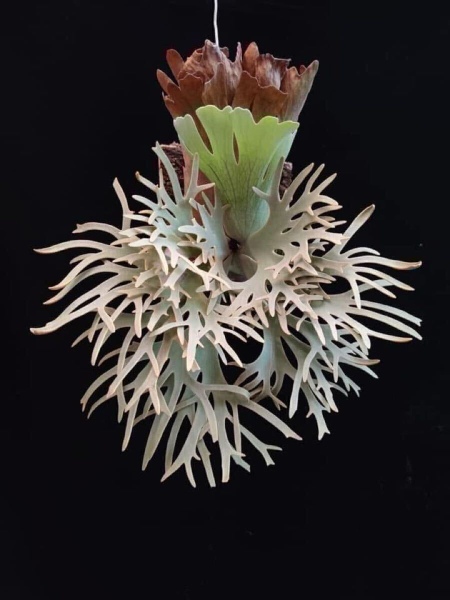 Yahoo!オークション - 131【平凡之鹿】ビカクシダ Platycerium 台湾輸