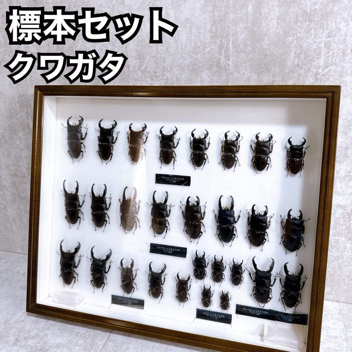 Yahoo!オークション - 1円〜標本セット 28匹 外国産昆虫標本セット ク