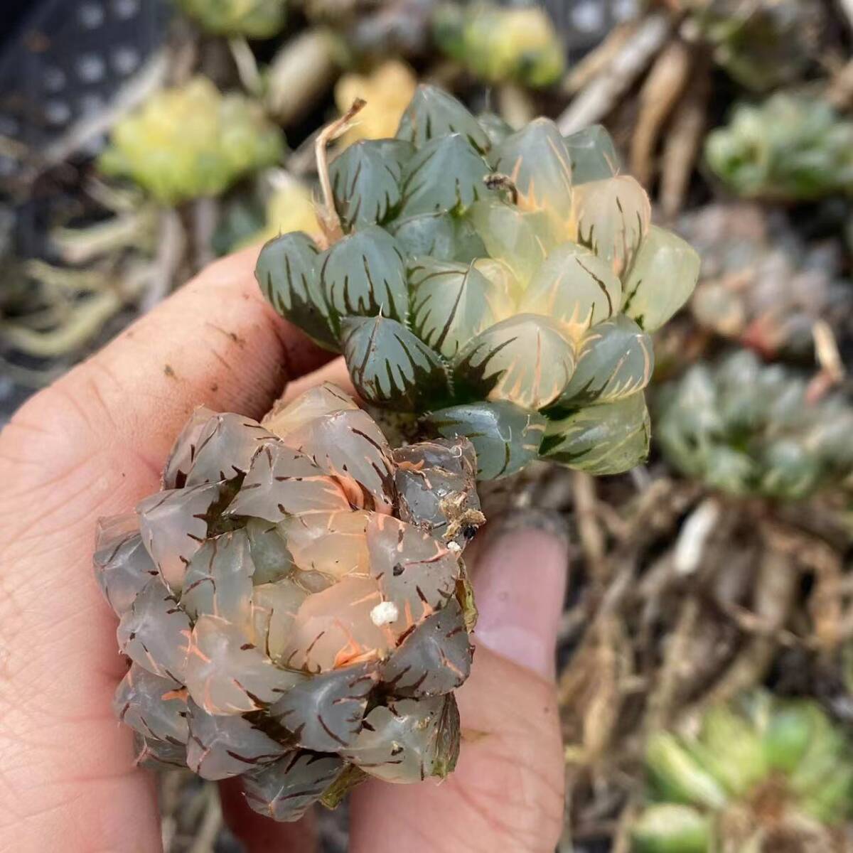 Yahoo!オークション - 12 多肉植物 ハオルチア オブツーサ錦 水中月 糊