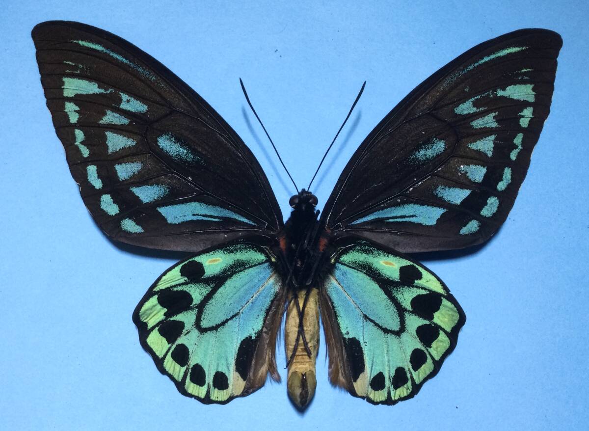 蝶標本 ヒメアオメガネトリバネアゲハ ペア 蝶標本 メガネ