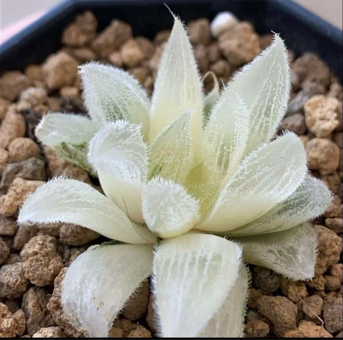 Yahoo!オークション - 多肉植物 ハオルチア 白狐伝錦 糊斑 自家繁殖