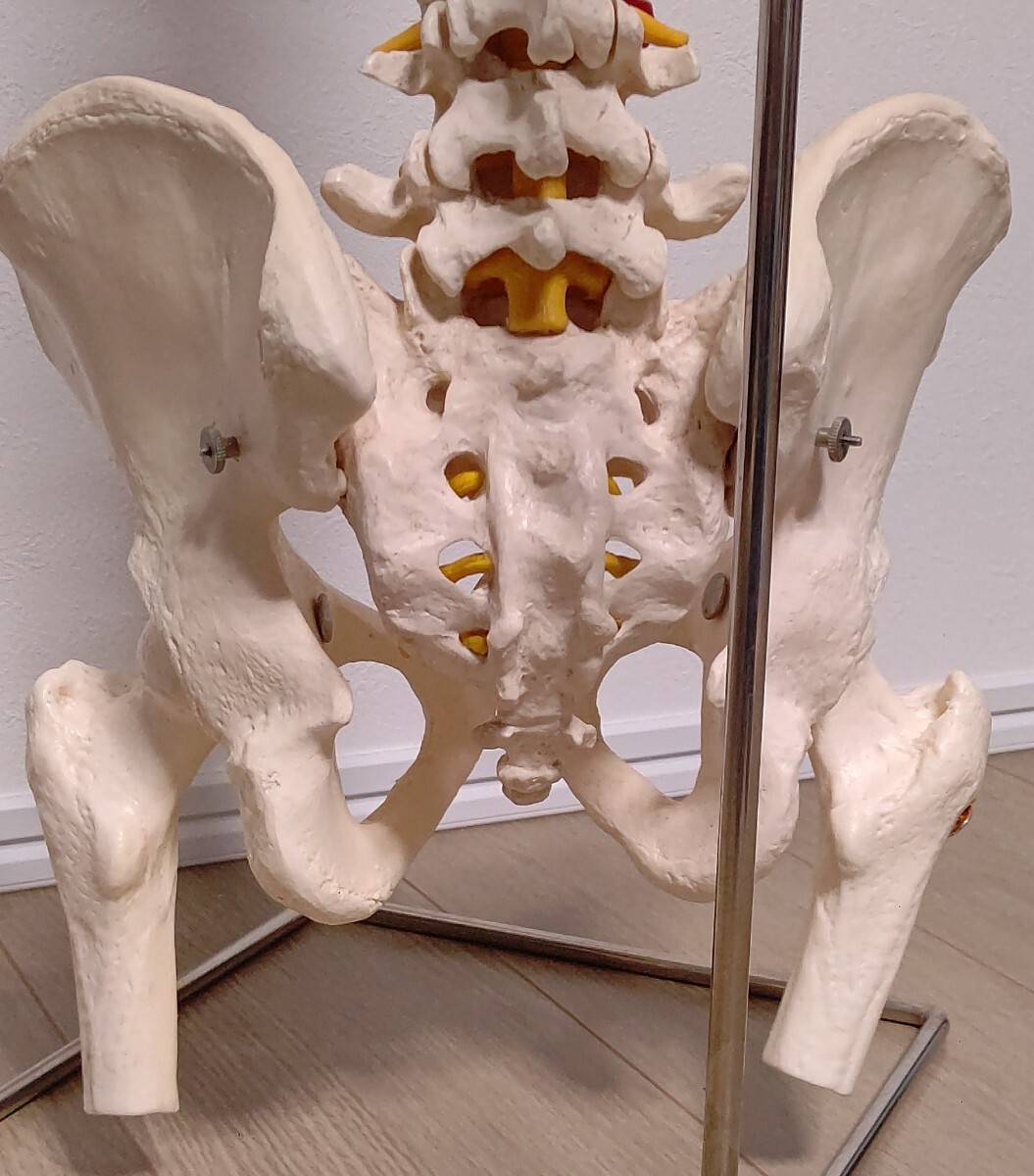 ドイツ製 脊柱模型 3B scientific GmbH 骨格標本 骨格模型 骨盤
