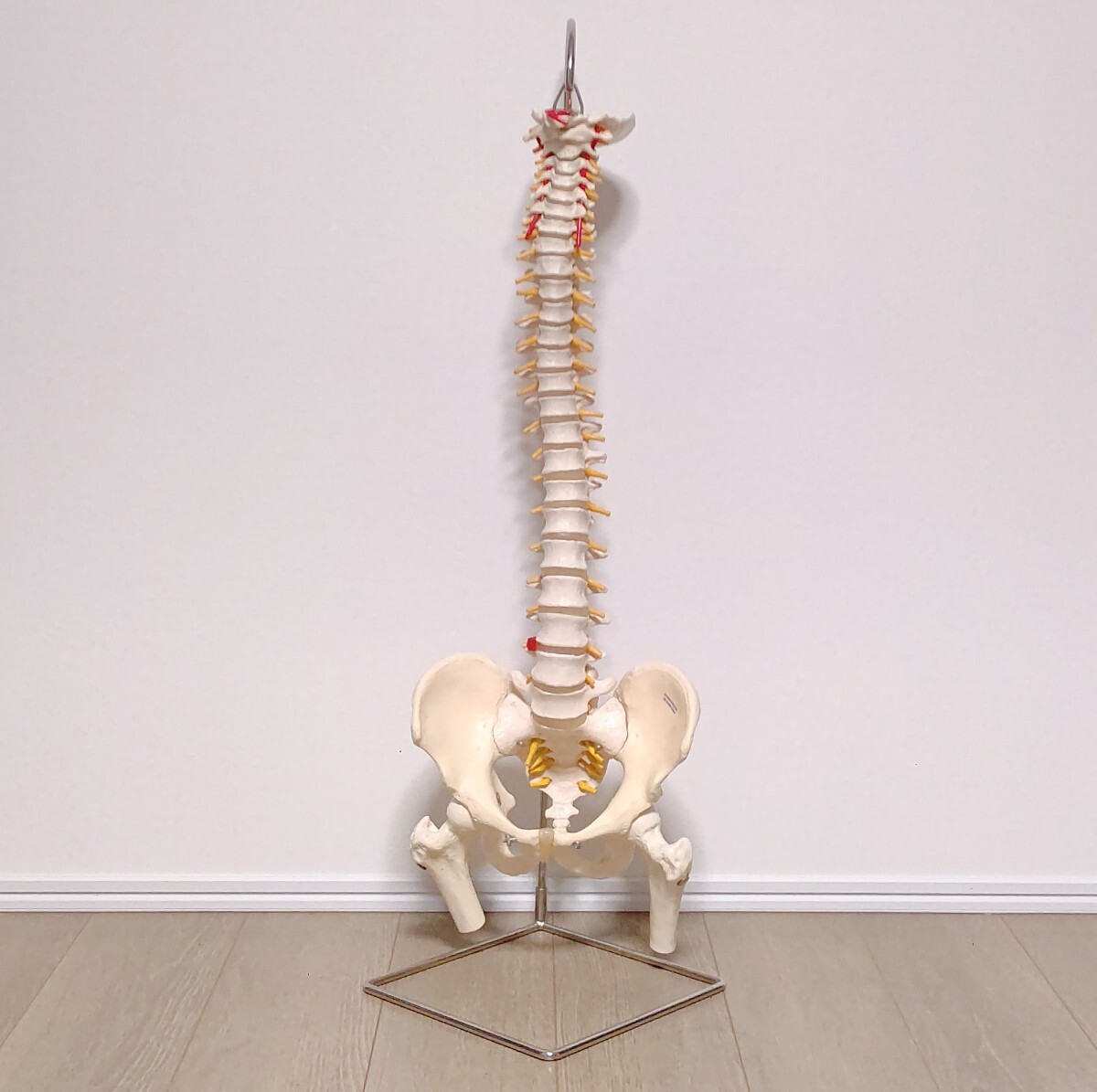 ドイツ製 脊柱模型 3B scientific GmbH 骨格標本 骨格模型 骨盤