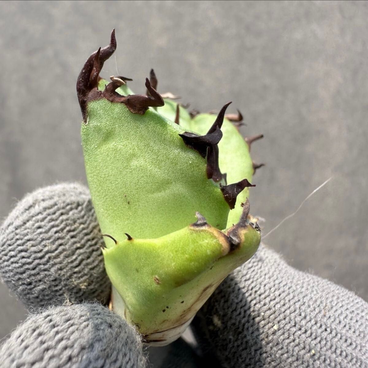 値下げ中【毒刺産】亞瑟王 キングアーサー KING ARTHUR アガベ