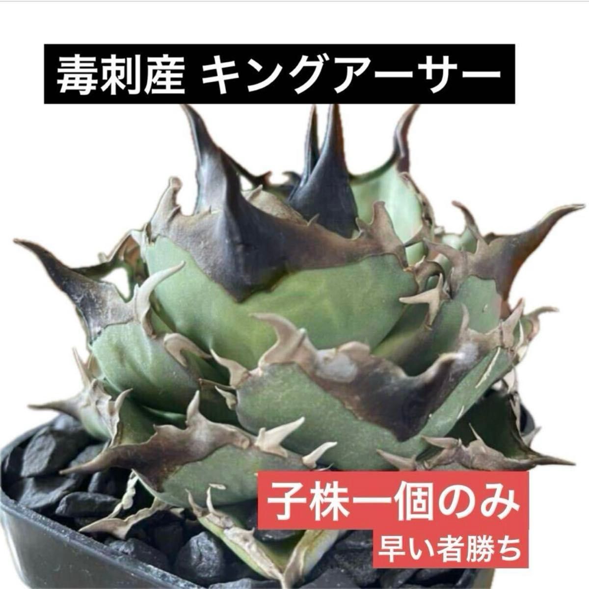 特撰】アガベ毒刺産 亞瑟王 キングアーサー 子株① 検オテロイ