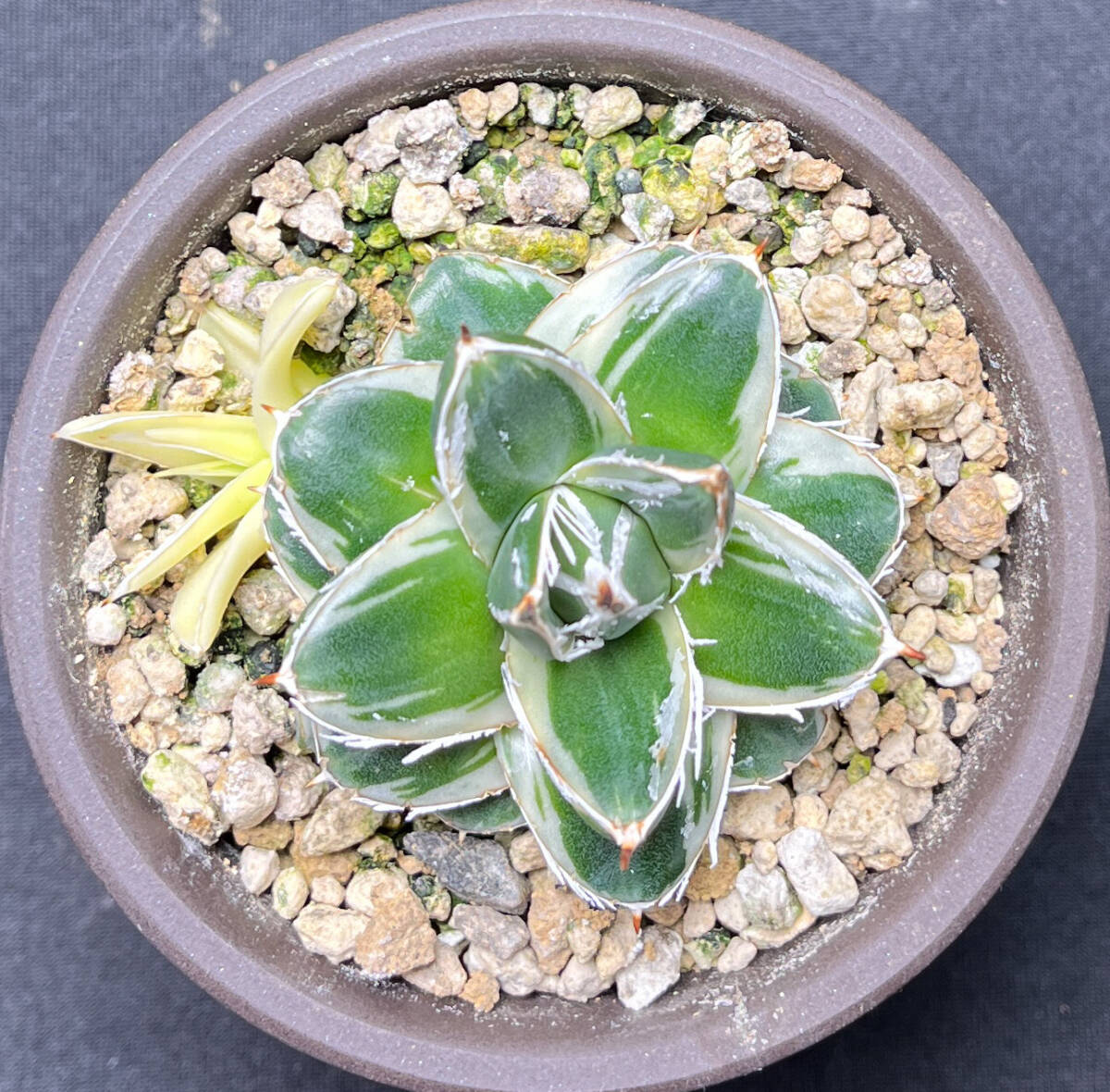 A205 多肉植物 アガベ ピンキー 王妃笹の雪A型 白覆輪斑 精選極上美