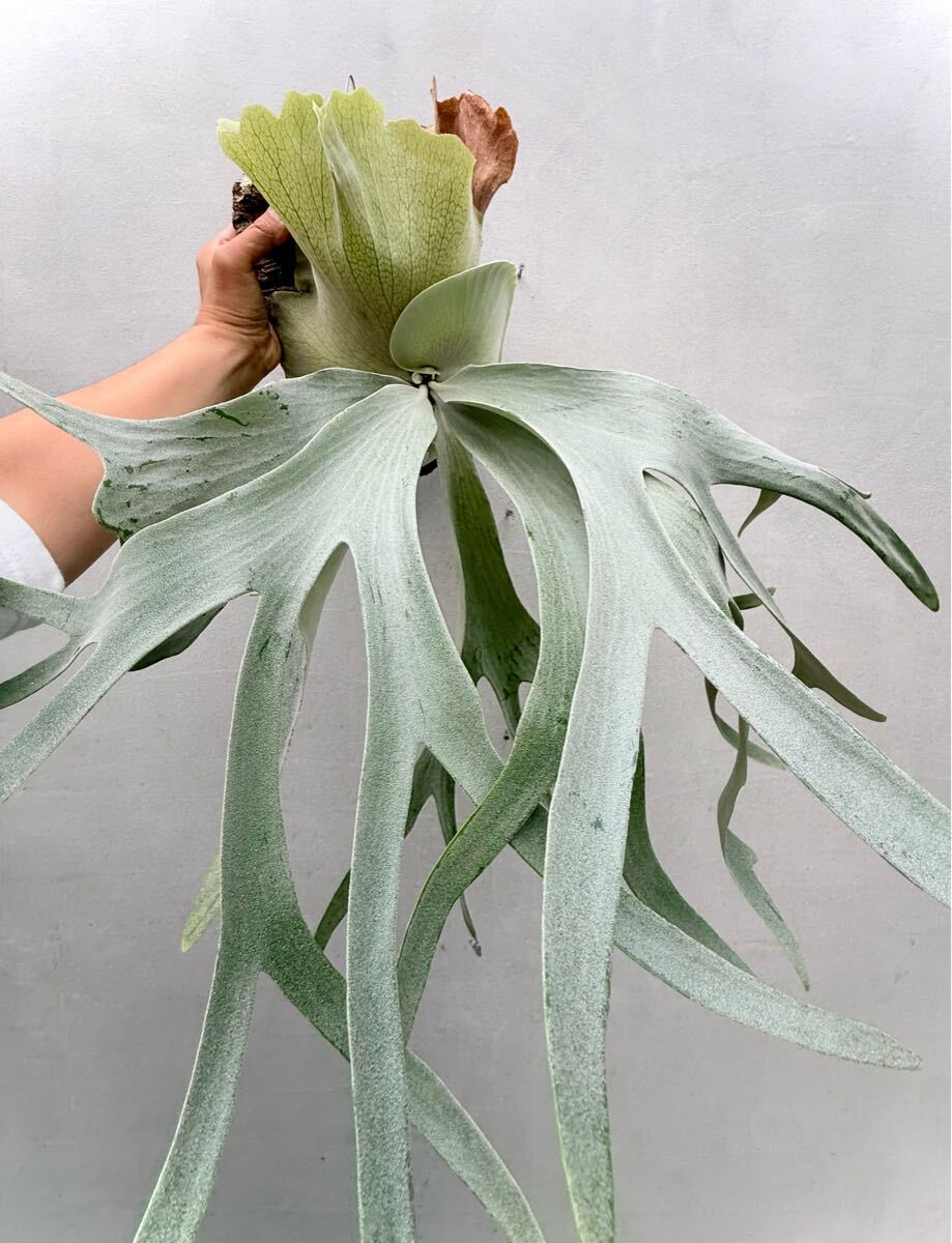 Yahoo!オークション - 大株 P. 'Sai-Kaew' 【vandaka】ビカクシダ