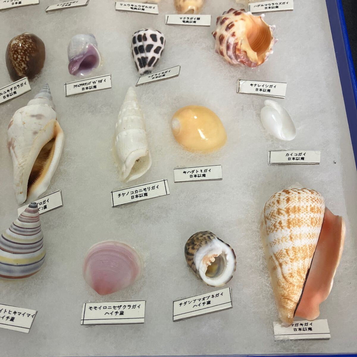 貝殻 標本 セット 自由研究｜Yahoo!フリマ（旧PayPayフリマ）