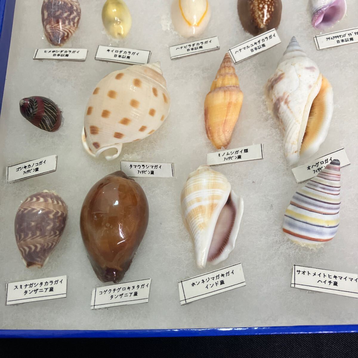 貝殻 標本 セット 自由研究｜Yahoo!フリマ（旧PayPayフリマ）