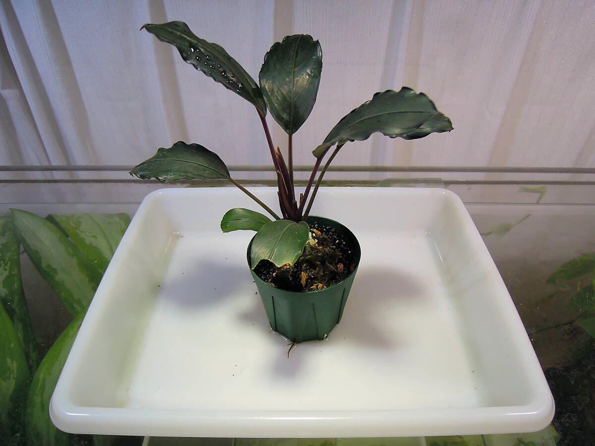 Yahoo!オークション - 0609ブセファランドラ モトレイアーナPadawan「B