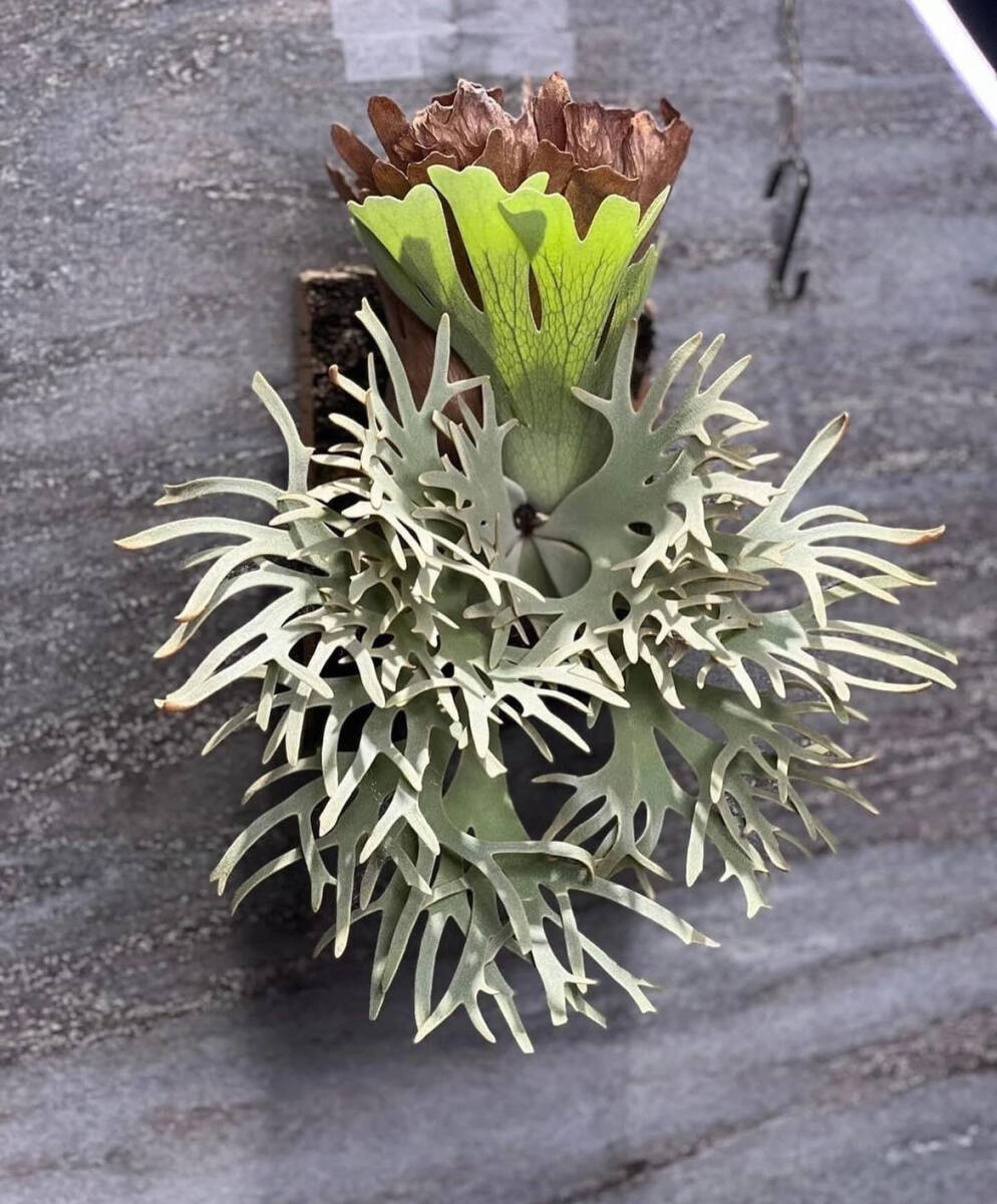 Yahoo!オークション - P.Willinkii cv. Totoro spore(YMDS) ＠P.Kensuk