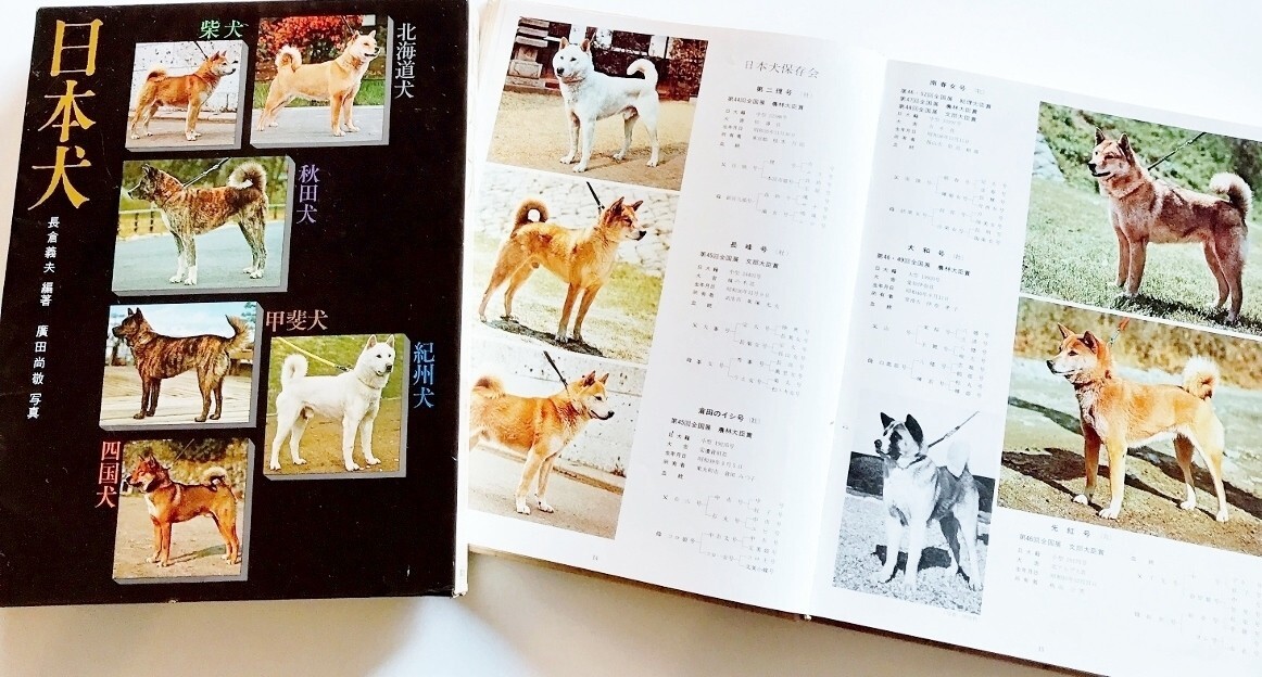 Yahoo!オークション - 希少大型本日本犬日本犬保存会秋田犬保存会秋田