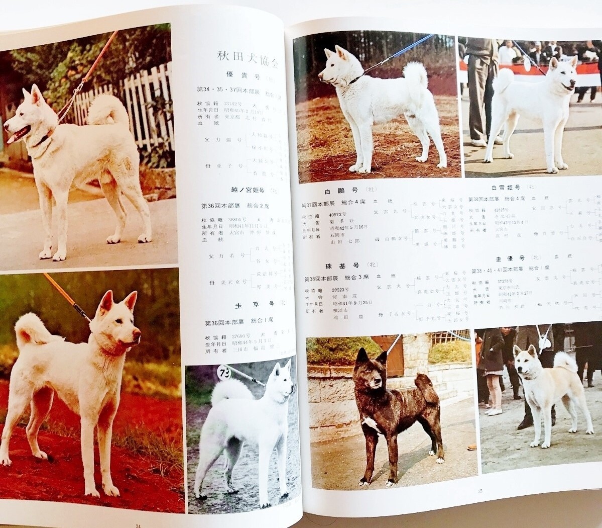 Yahoo!オークション - 希少大型本日本犬日本犬保存会秋田犬保存会秋田