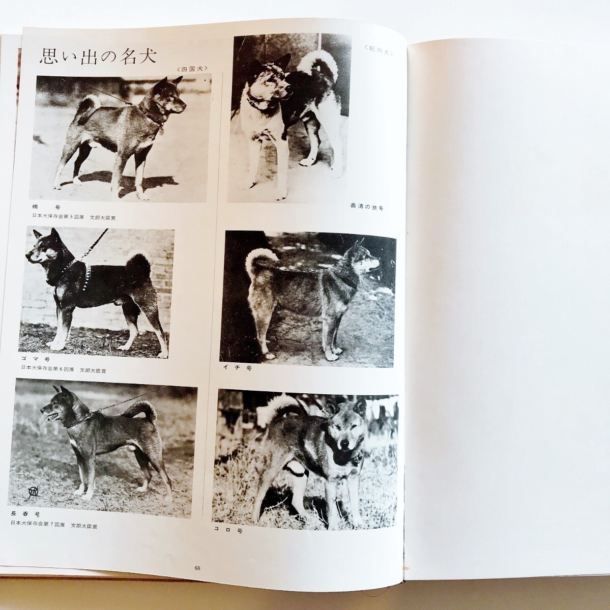 Yahoo!オークション - 希少大型本日本犬日本犬保存会秋田犬保存会秋田