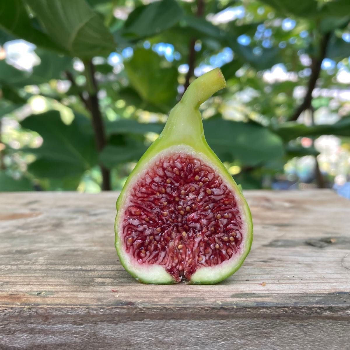 穂木 イチジク (20240102_Y01)｜Yahoo!フリマ（旧PayPayフリマ）