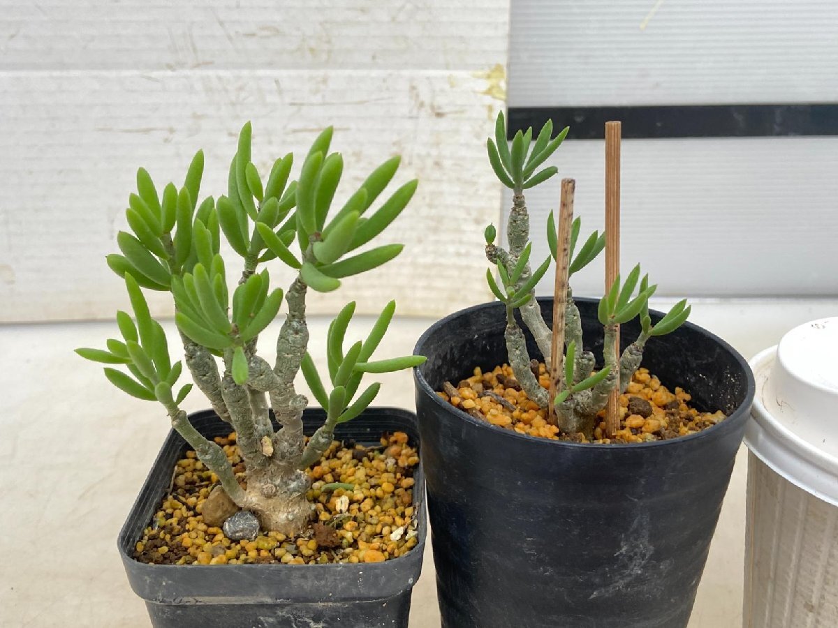 Yahoo!オークション - 4817 「実生」チレコドン デシピエンス 2株セッ