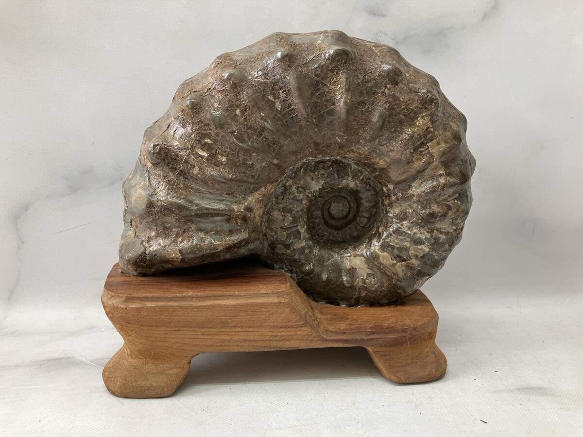 Yahoo!オークション - 日本の化石 アンモナイト 北海道 台座付き 約20