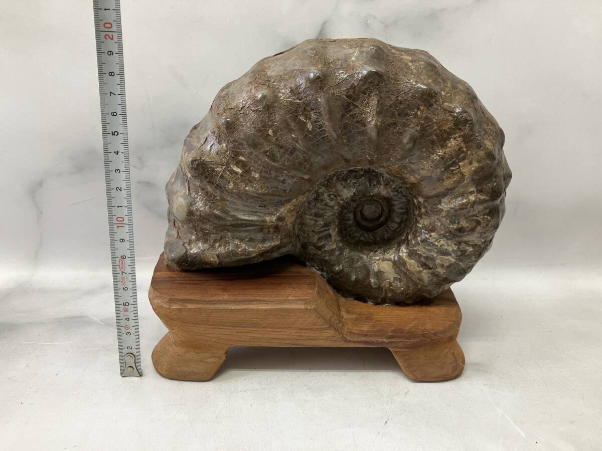 北海道産 アンモナイト 2500g置き物 北海道産 アンモナイト 2500g