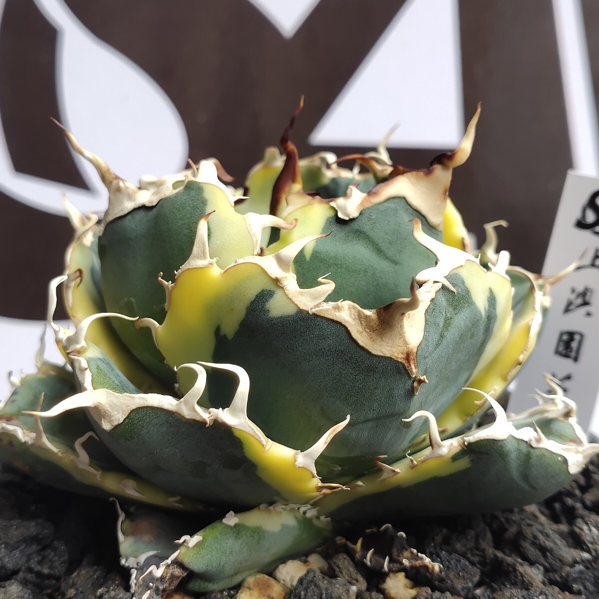 Yahoo!オークション - 994【上澳園芸】 アガベ チタノタ 白鯨錦（永久