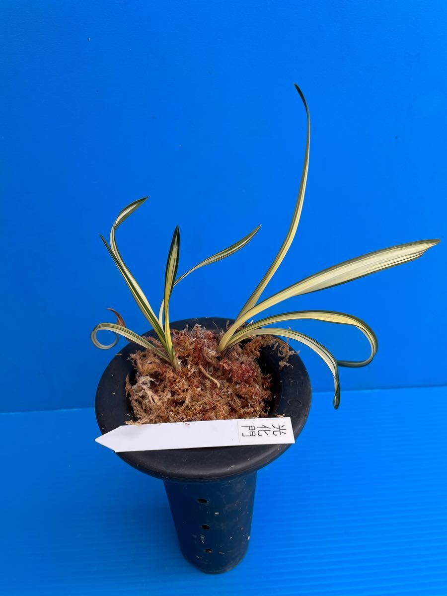 Yahoo!オークション - 韓国春蘭「光化門」セット