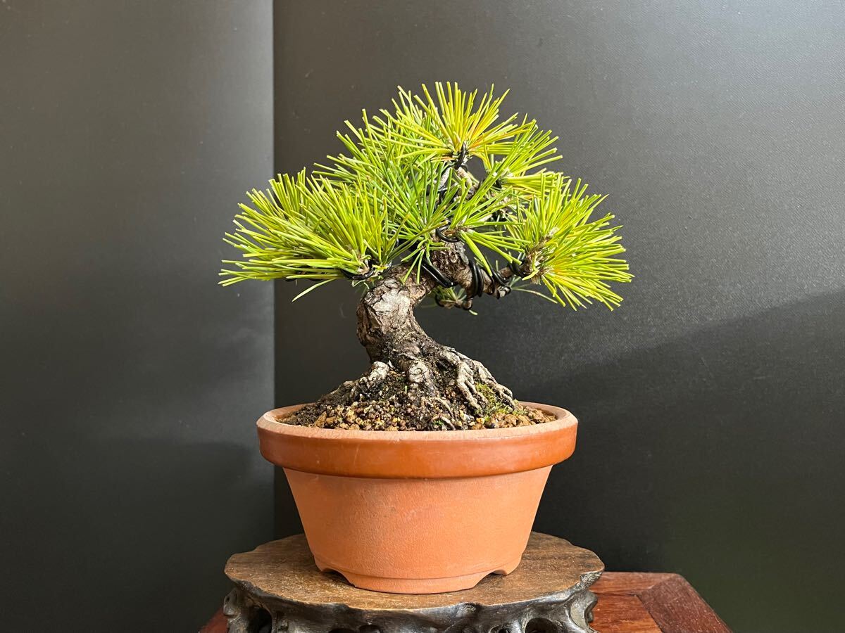 t*a様 フォロワー300人記念オークション 黒松 盆栽 古木 太幹 葉ぶり