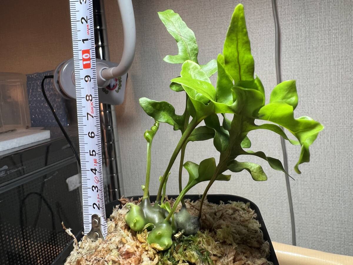 アリ植物】レカノプテリス イエローチップ Lecanopyeris yellow tip